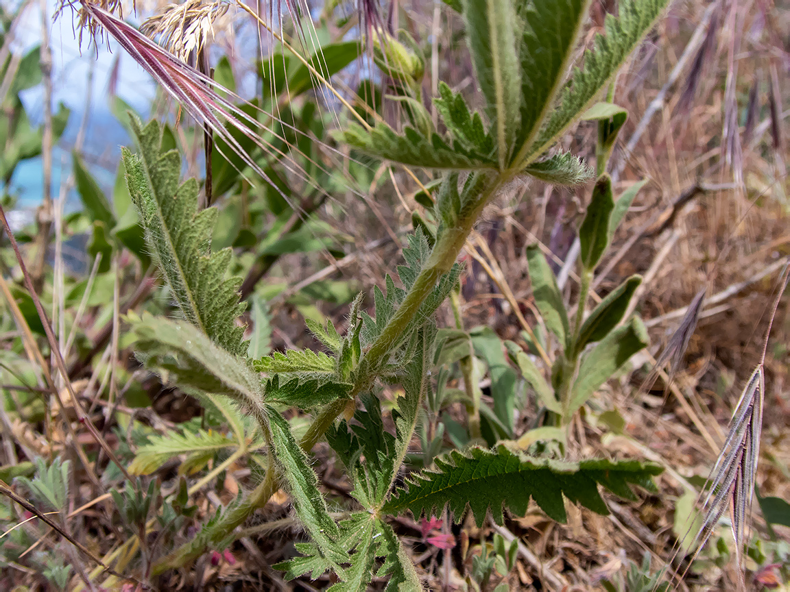 Image of Potentilla semilaciniosa specimen.