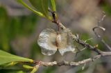 genus Dodonaea