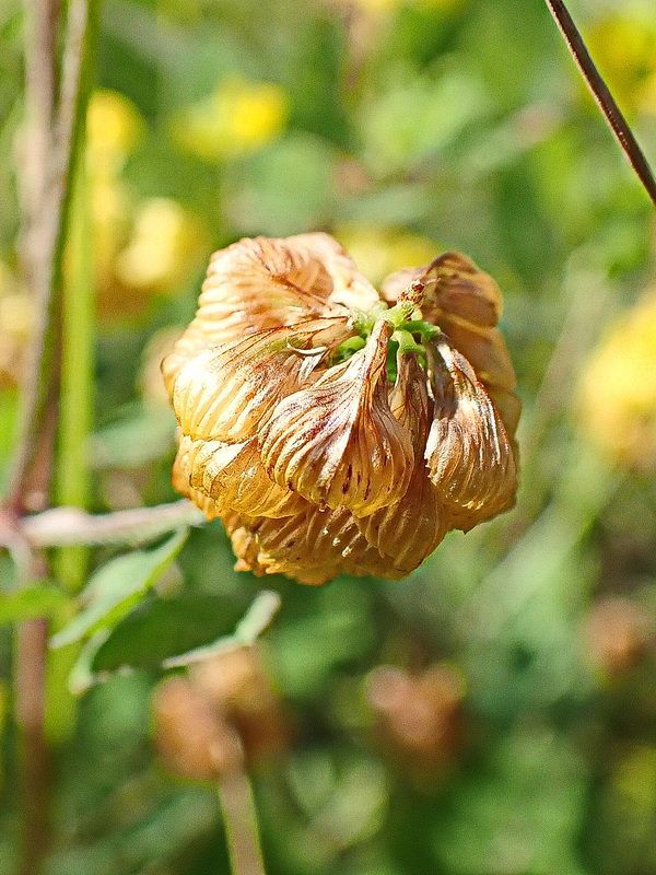 Image of Trifolium campestre specimen.