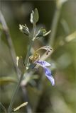 Teucrium fruticans. Побег с цветком. Турция, г. Анталья, Dokuma Park, в культуре. 01.06.2024.