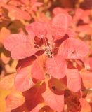 Cotinus coggygria