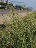Artemisia sieversiana
