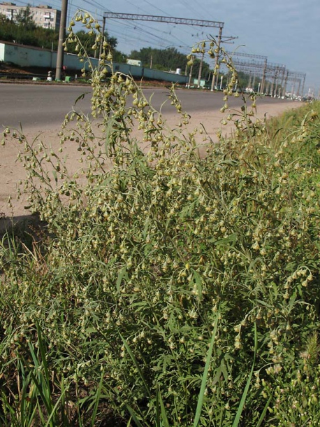 Image of Artemisia sieversiana specimen.