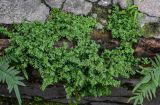 Pilea microphylla. Вегетирующие растения (рядом видны части вай Pteris vittata). Китай, провинция Гуандун, г. Гуанчжоу, у стены дома. 28.05.2024.