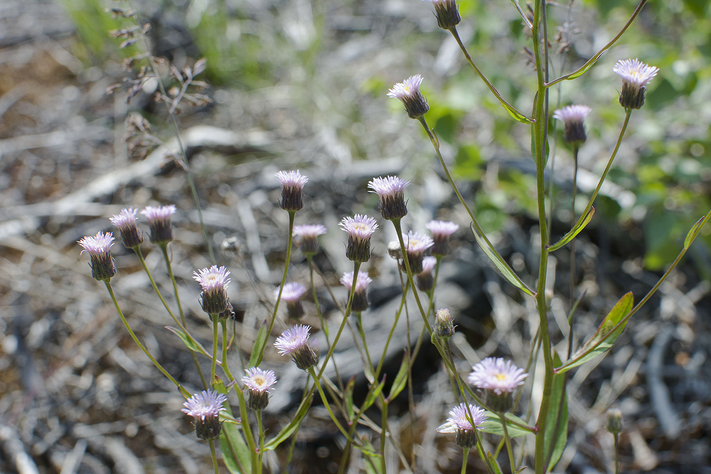 Image of Erigeron politus specimen.