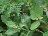 Euclidium syriacum