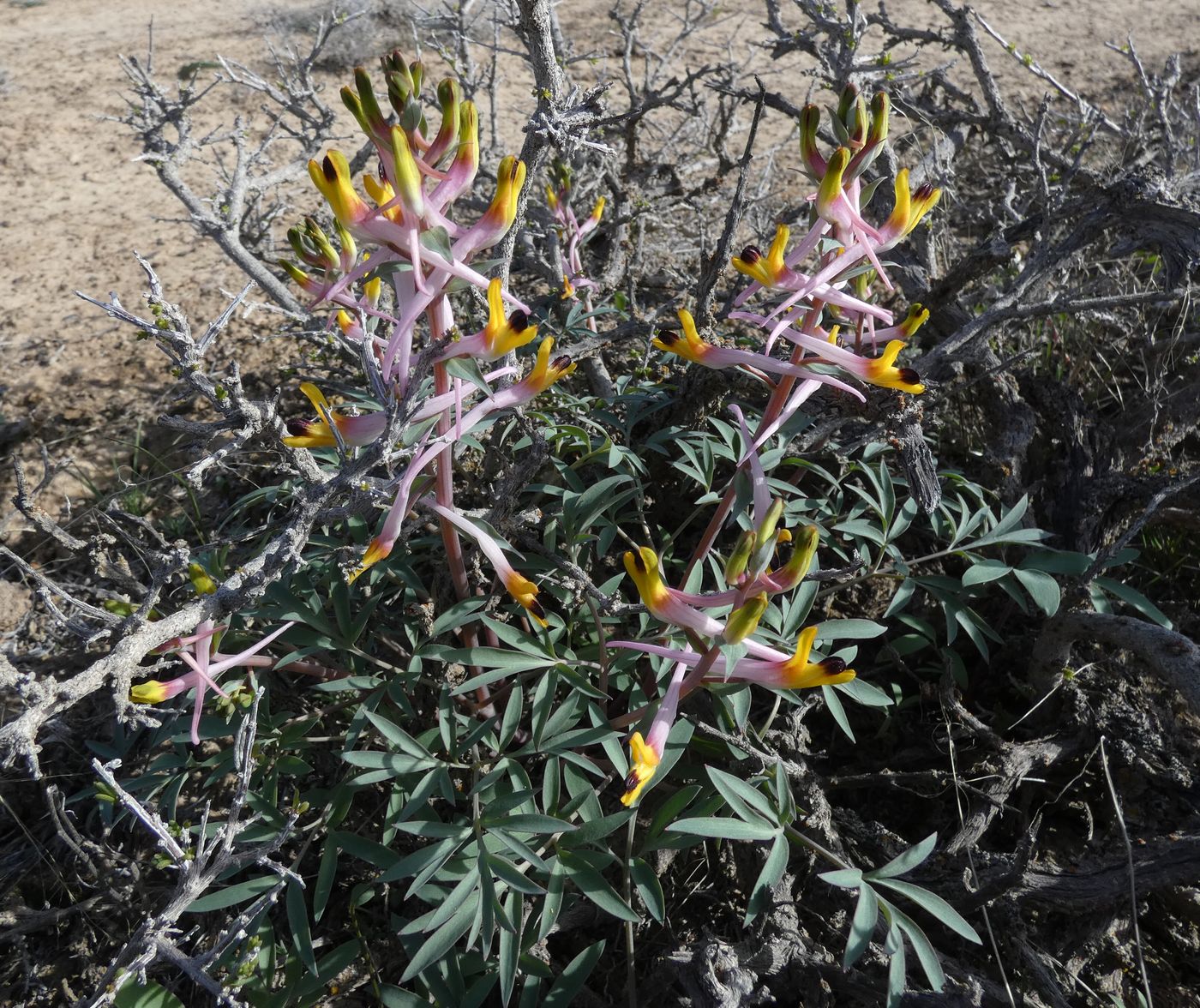 Изображение особи Corydalis ainae.