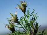 Astragalus oropolitanus