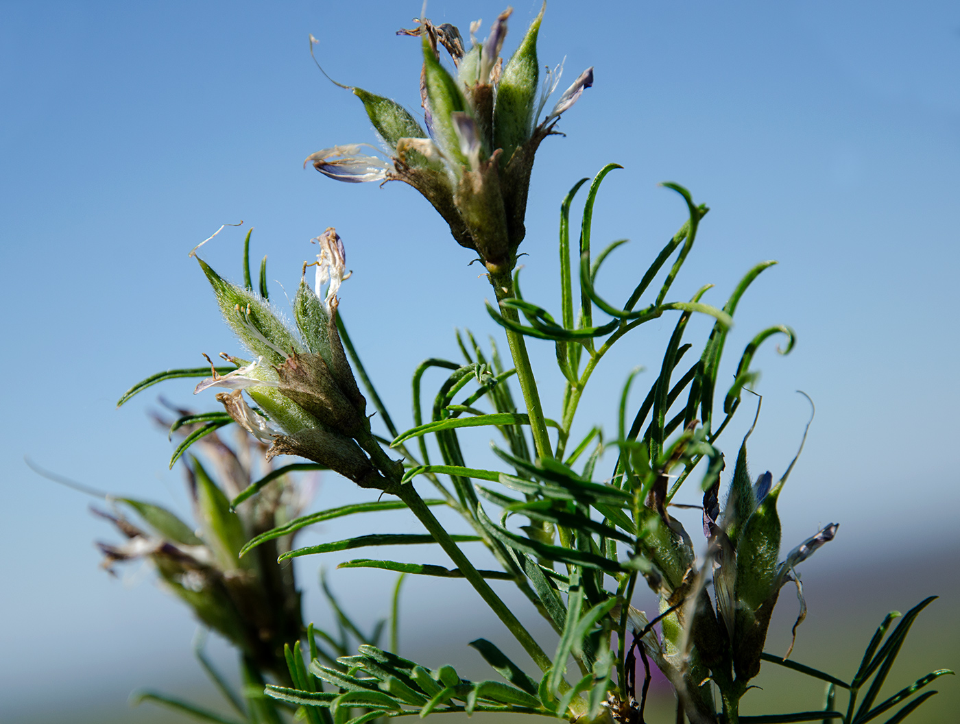 Image of Astragalus oropolitanus specimen.