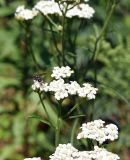 genus Achillea