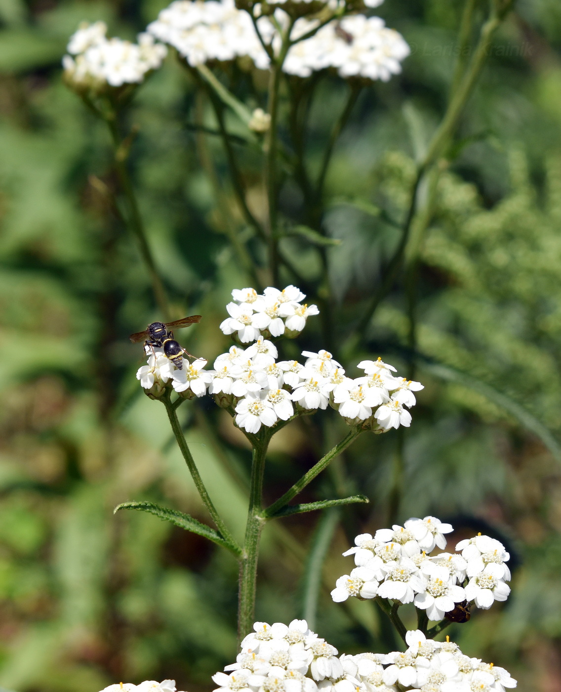 Image of Achillea ptarmicoides specimen.
