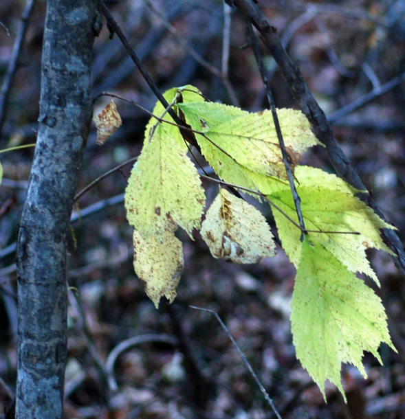 Изображение особи Ulmus laciniata.