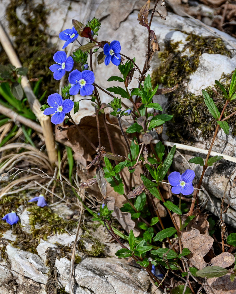 Image of Veronica umbrosa specimen.