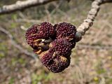Fraxinus mandshurica