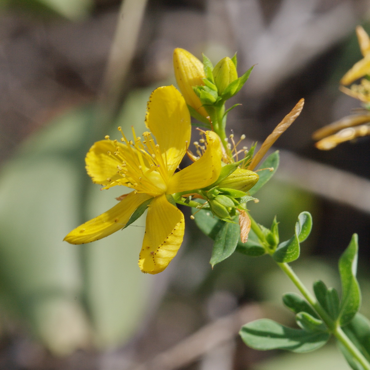 Image of Hypericum perforatum specimen.