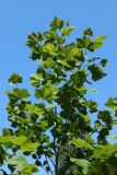 Platanus occidentalis