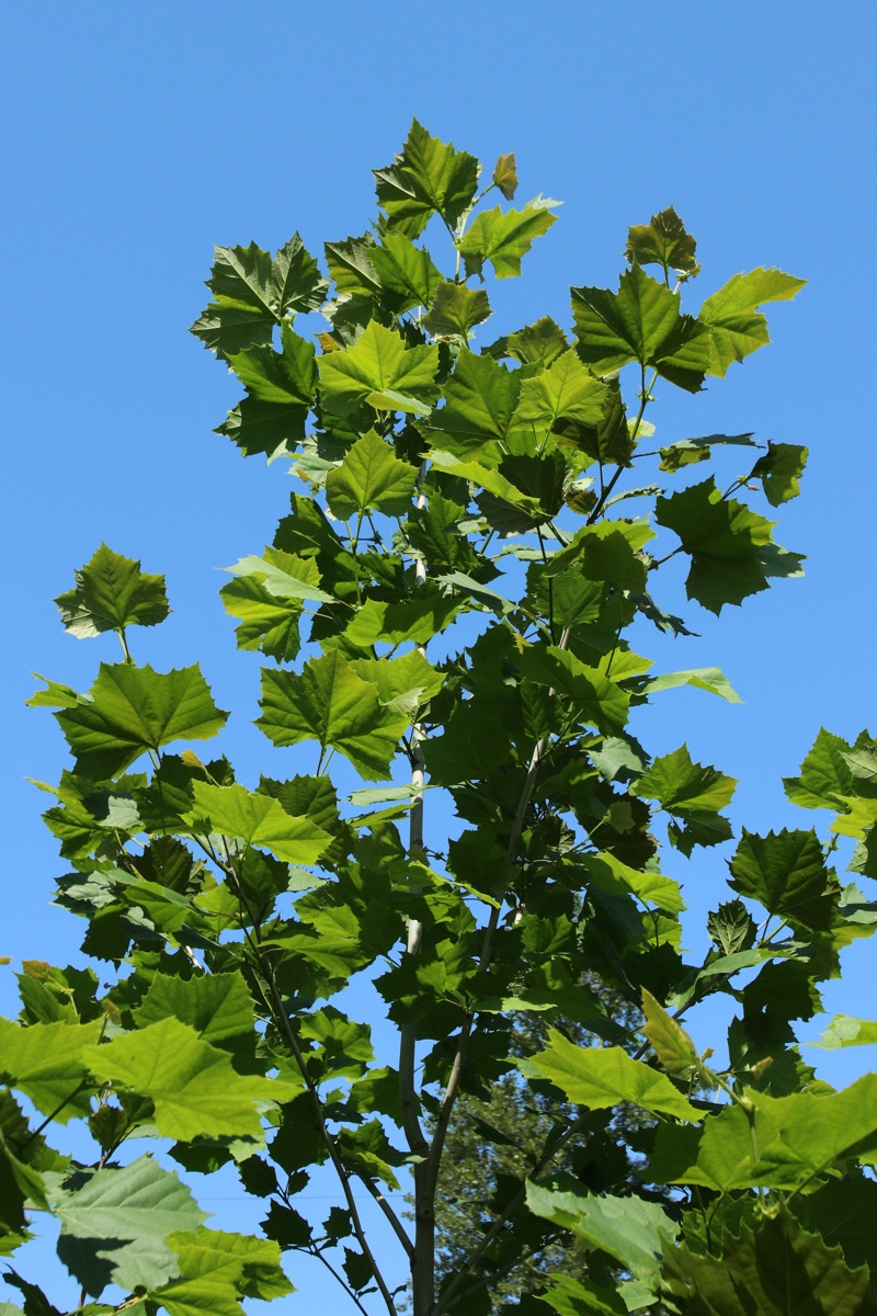 Image of Platanus occidentalis specimen.