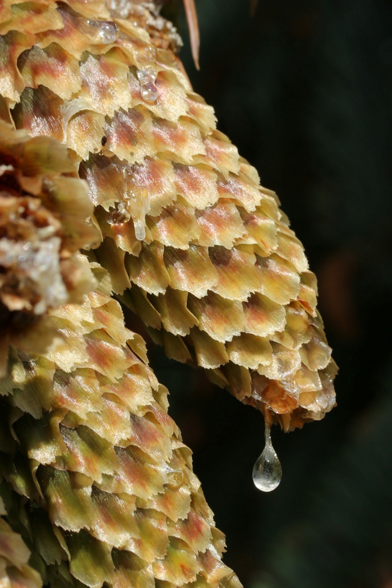 Изображение особи Picea pungens f. glauca.