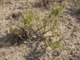 Salsola arbusculiformis