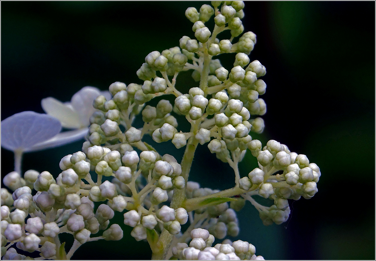 Изображение особи Hydrangea arborescens.