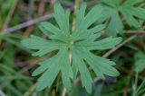 Смотреть изображение Ranunculus acris
