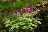 род Paeonia