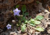 Campanula hagielia
