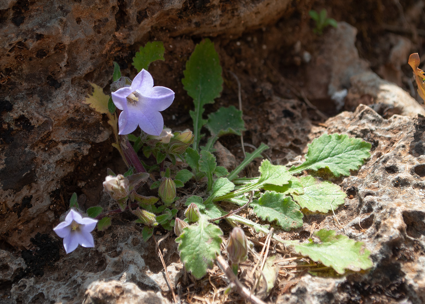 Image of Campanula hagielia specimen.