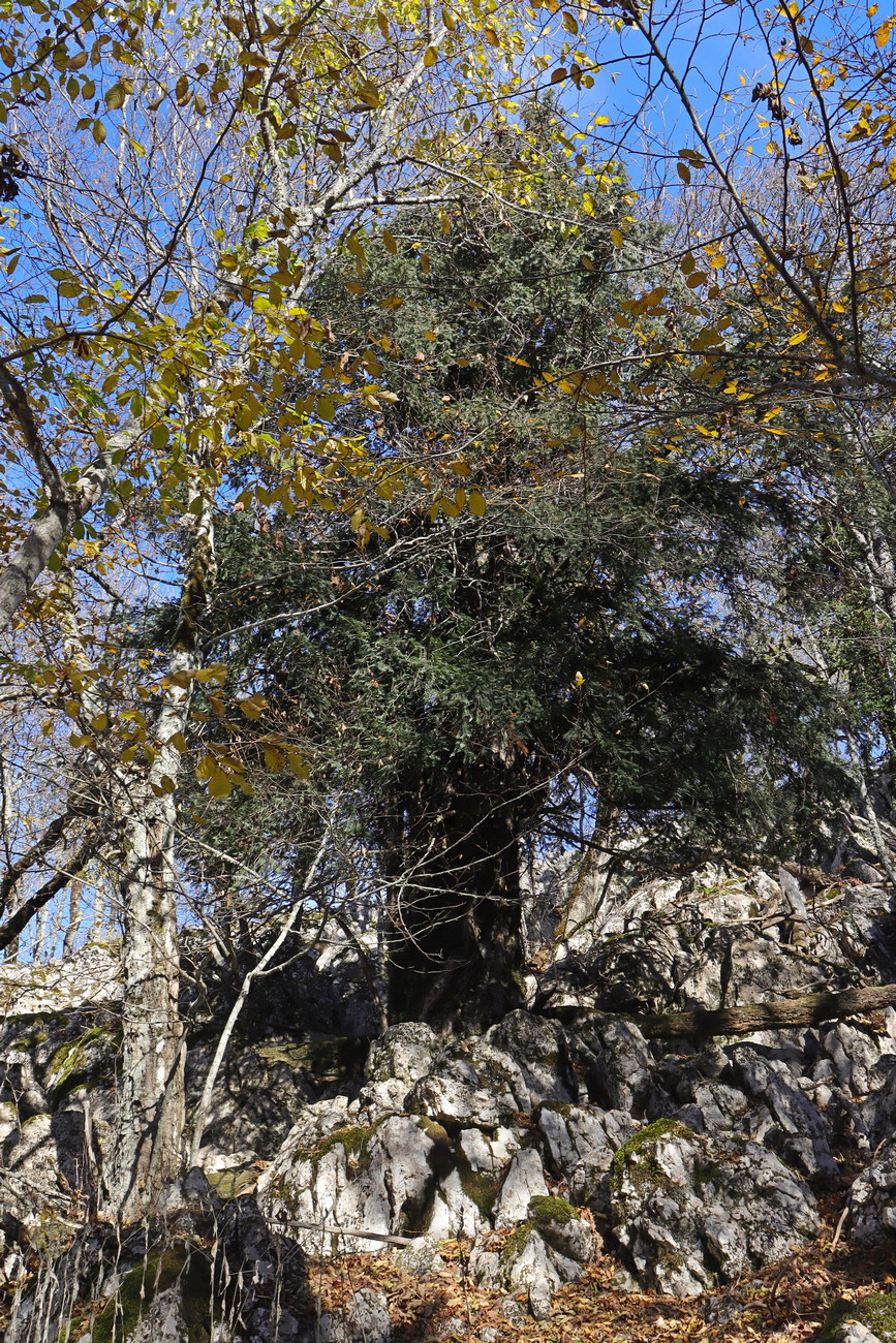Изображение особи Taxus baccata.