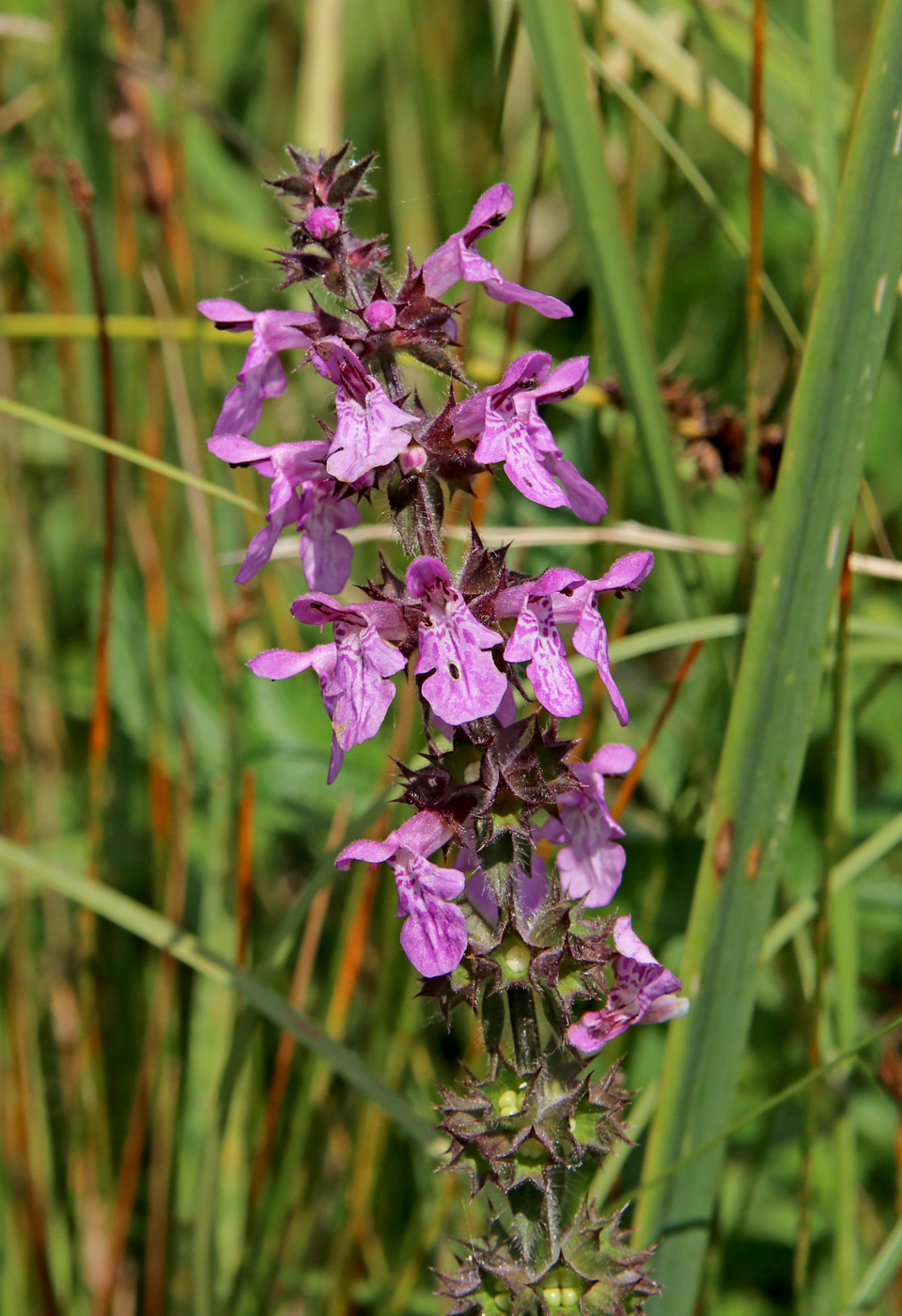 Изображение особи Stachys palustris.