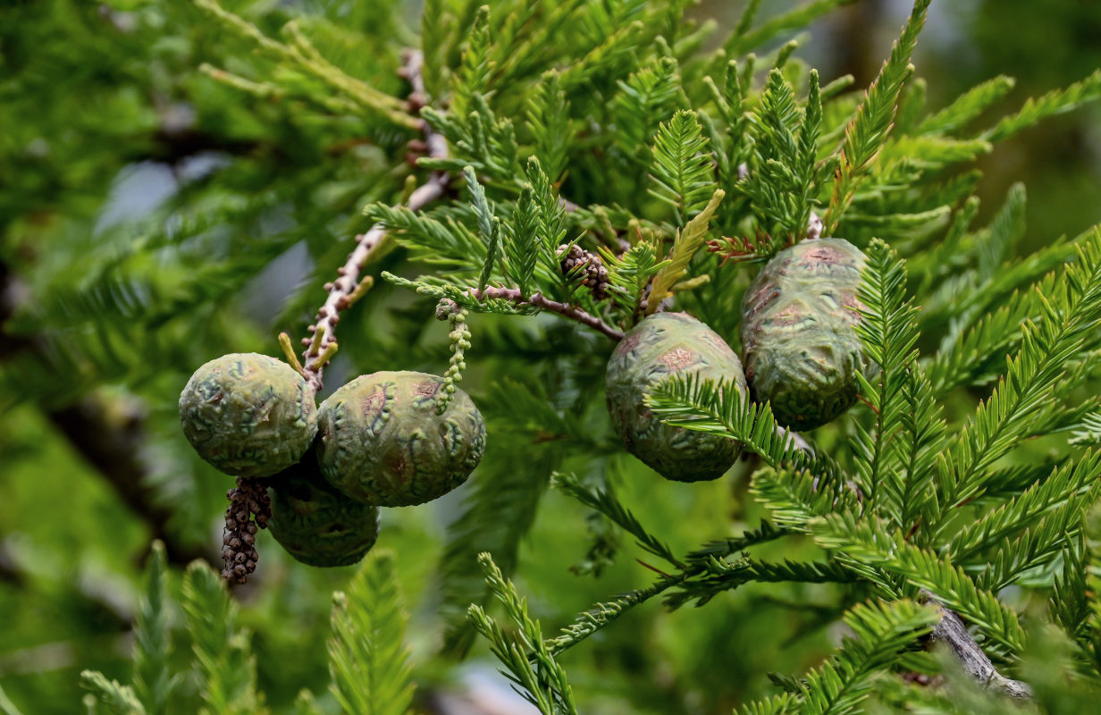 Image of Taxodium distichum specimen.