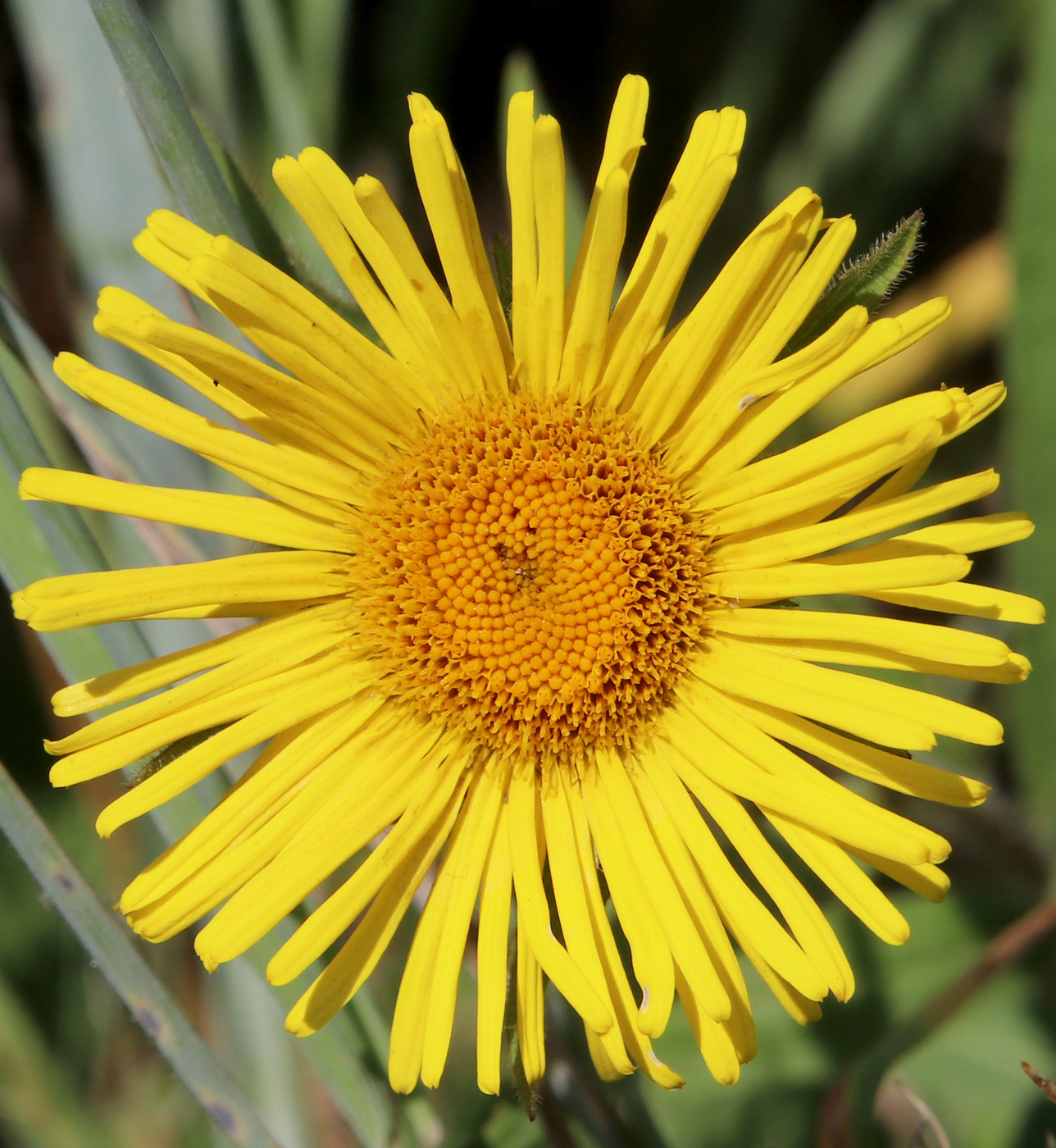 Image of Inula hirta specimen.