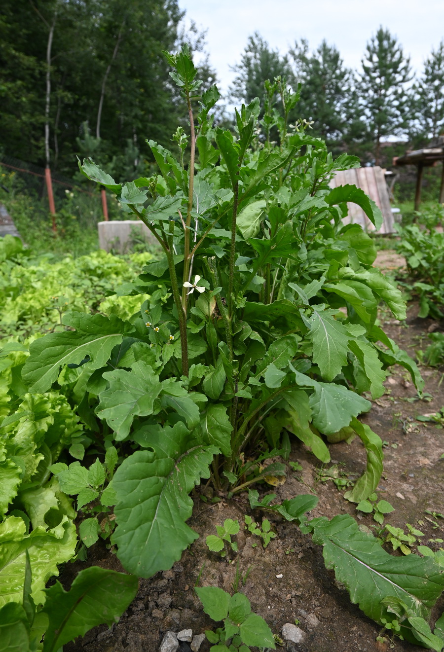 Image of Eruca sativa specimen.