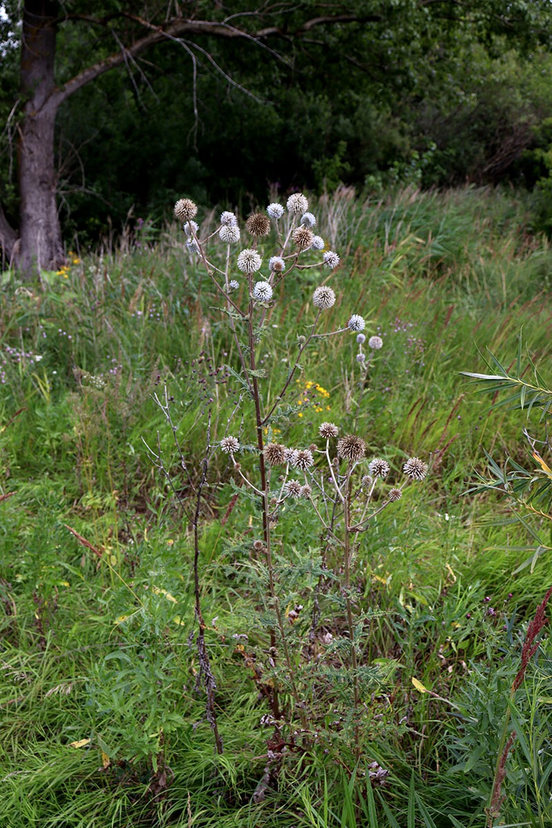 Изображение особи Echinops sphaerocephalus.