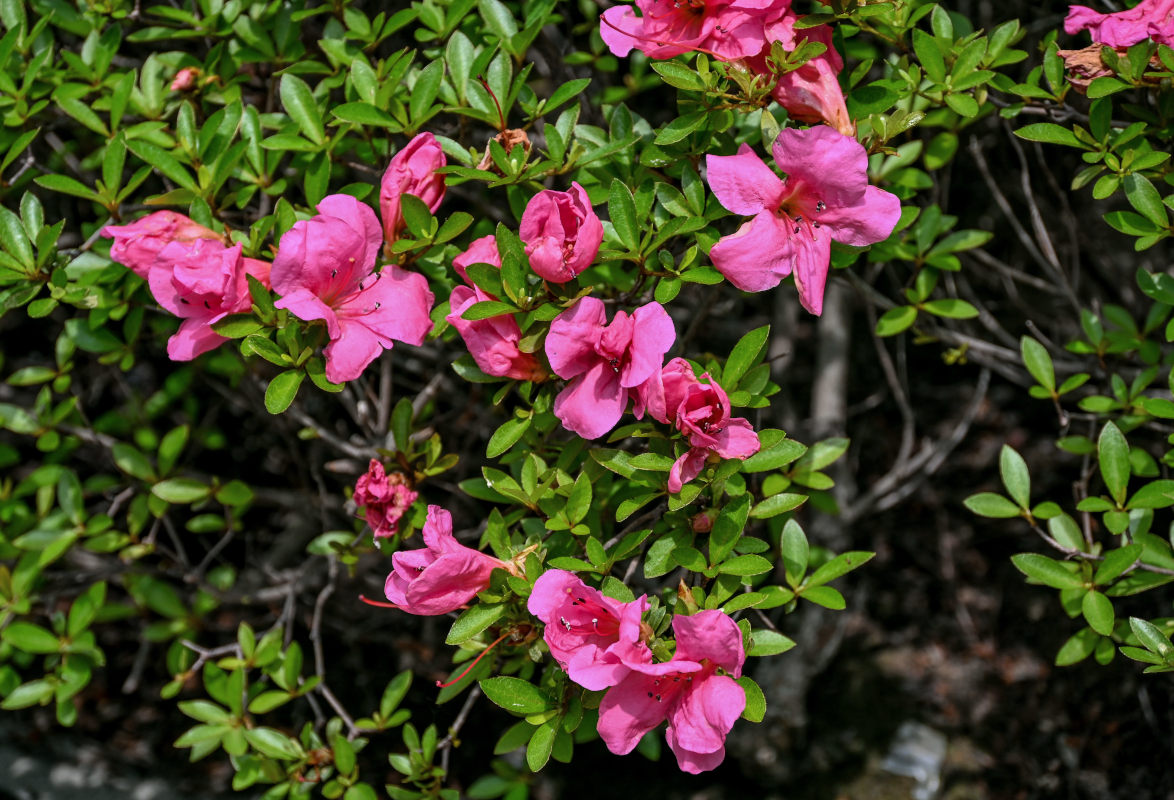 Изображение особи Rhododendron simsii.