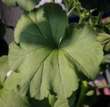 Pelargonium hortorum. Лист. Абхазия, Гагрский р-н, с. Лдзаа, частный сад. 10.06.2025.