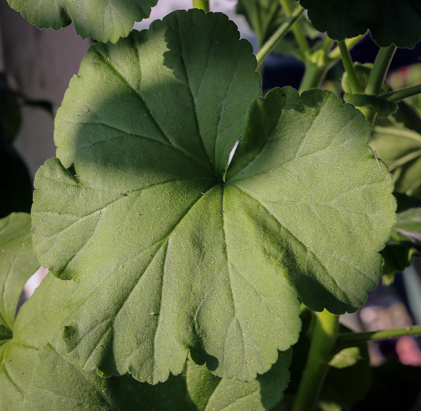 Image of Pelargonium hortorum specimen.
