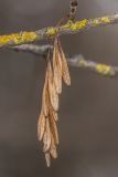Fraxinus pennsylvanica. Соплодие на веточке, покрытой лишайником Xanthoria parietina. Ростов-на-Дону, Щепкинский лес, вдоль просеки. 21.01.2026.