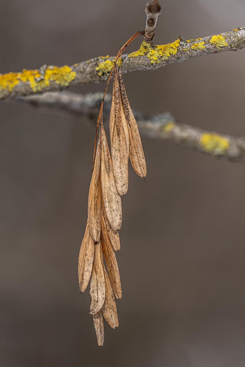 Image of Fraxinus pennsylvanica specimen.