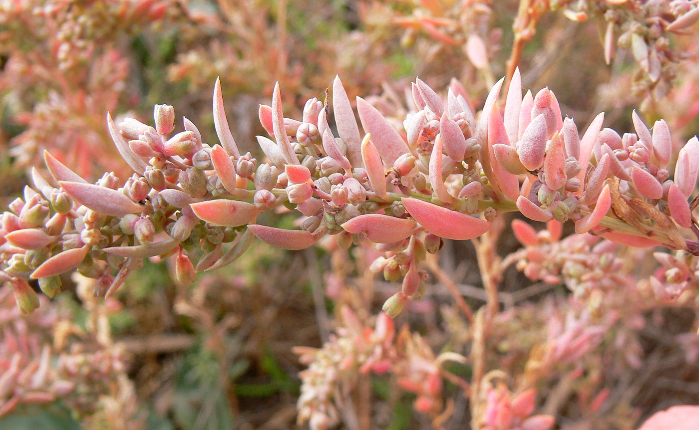 Image of Suaeda linifolia specimen.
