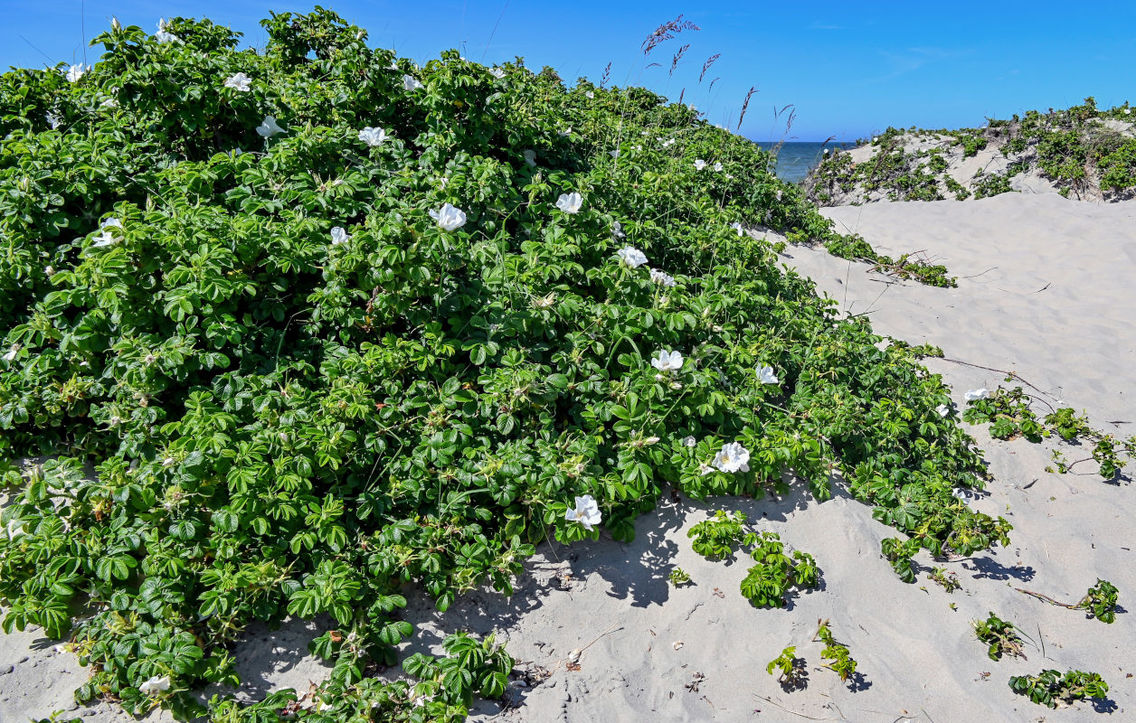 Image of Rosa rugosa specimen.