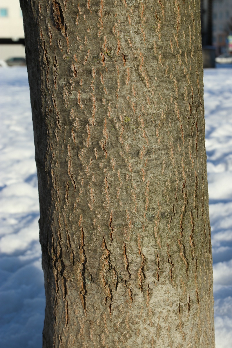 Изображение особи Quercus rubra.