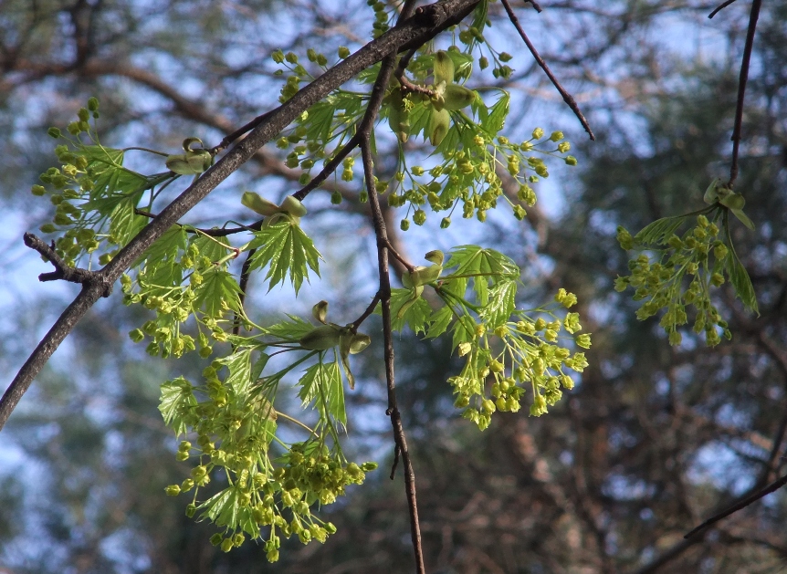 Изображение особи Acer platanoides.