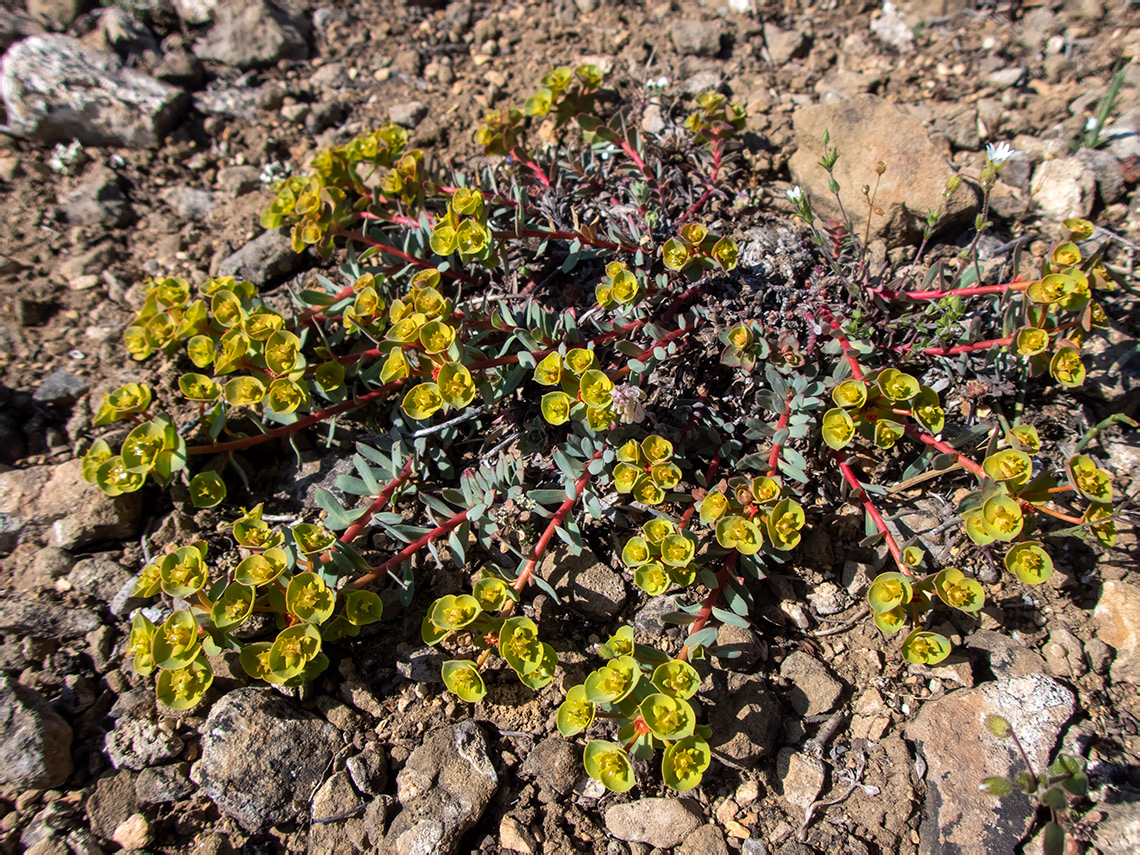 Изображение особи Euphorbia petrophila.