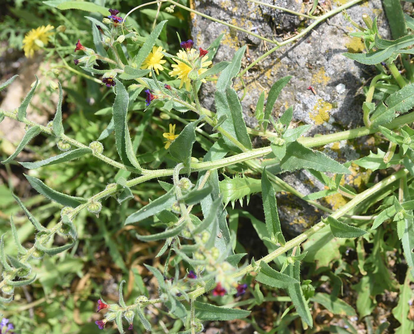 Изображение особи Nonea rosea.