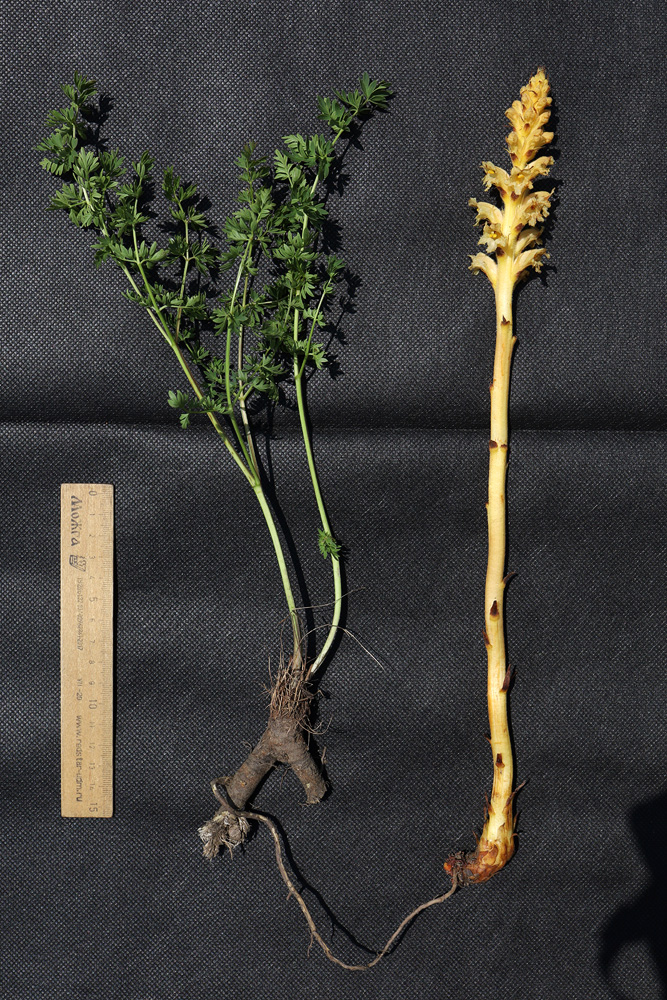 Изображение особи Orobanche alsatica.