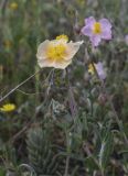 Helianthemum apenninum. Верхушка побега с цветком и бутонами. Испания, Каталония, пров. Барселона, комарка Осона, муниципалитет Рупит-и-Пруит, окр. водопада Сальт-де-Сальент, ≈802 м н.у.м., пологий склон плато, разнотравный луг. 16.04.2026.