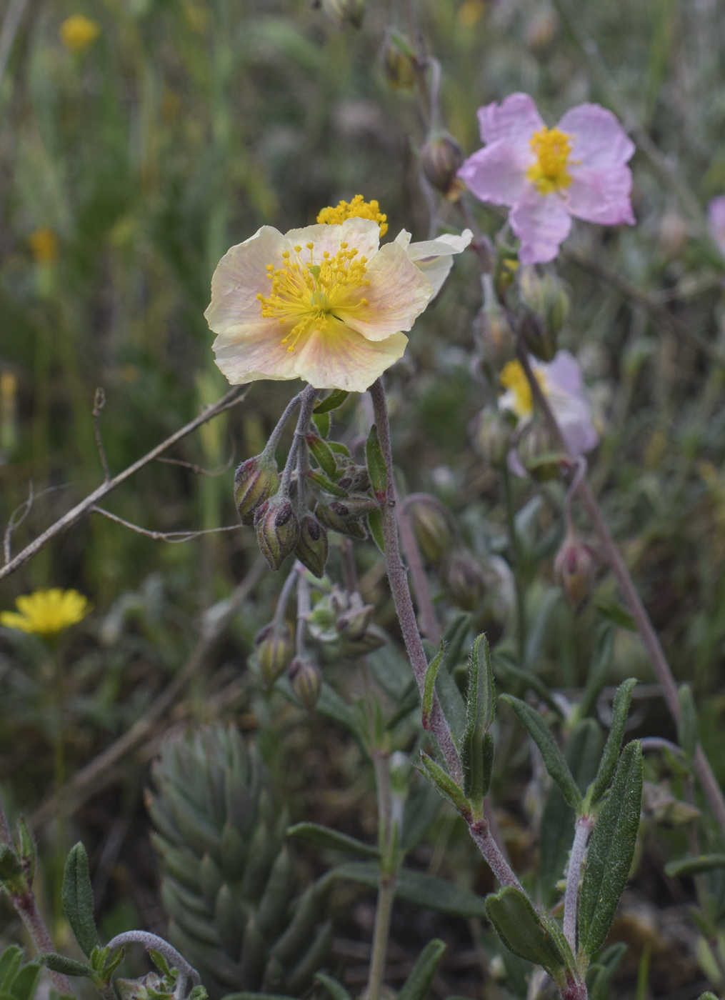 Image of Helianthemum apenninum specimen.