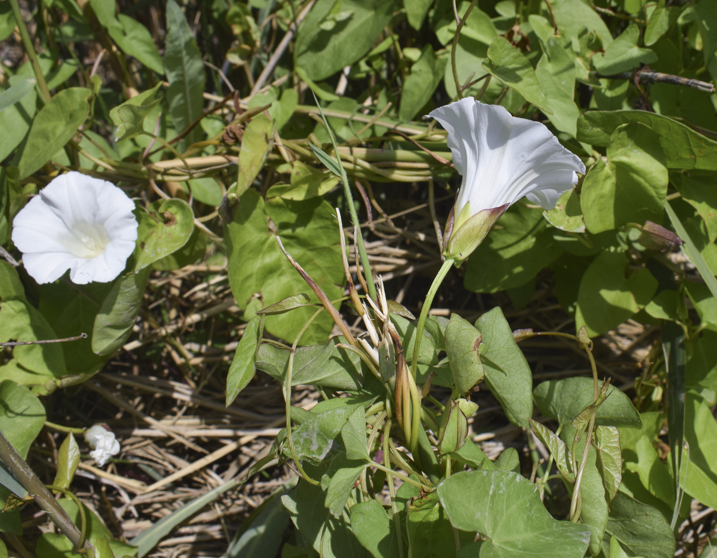Изображение особи Calystegia sepium.