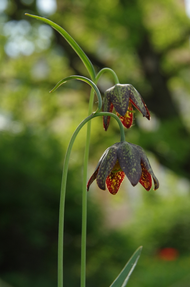 Image of Fritillaria affinis specimen.